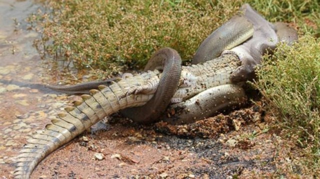 Ova zmija za ručak ima - aligatora.