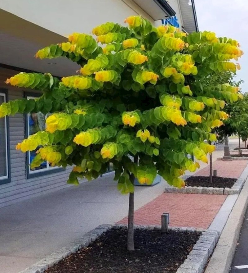 Ovo stablo izgleda kao da je nacrtano vodenim bojama.