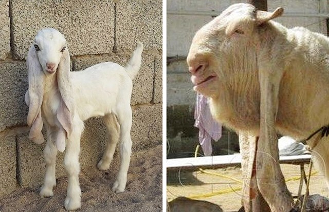Beba gulabi koze i odrasla gulabi koza