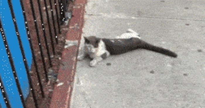 Na ulici je našao ostavljenu macu, snimio je koliko se promijenila nakon što ju je udomio