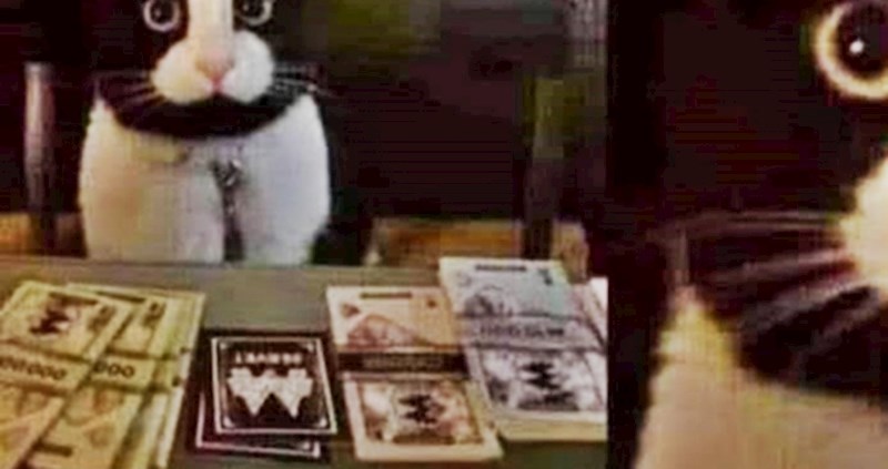 Objavila je fotku mačka i prijatelje pitala kakvo bi mu ime dali, razlog je urnebesan