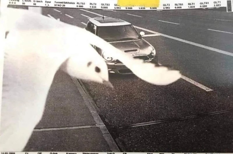 Ptica je uletjela u kadar i spriječila prometnu kameru da slika registarske tablice vozača koji je prebrzo vozio.