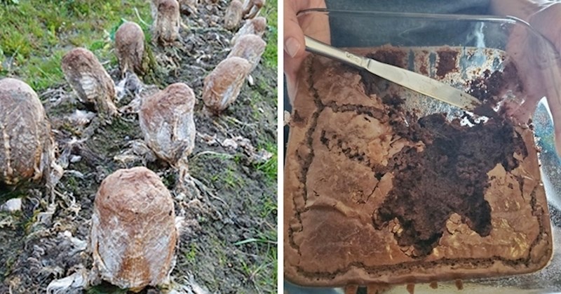 12 zanimljivih fotki koje su kompliciranije nego što se na prvi pogled čine