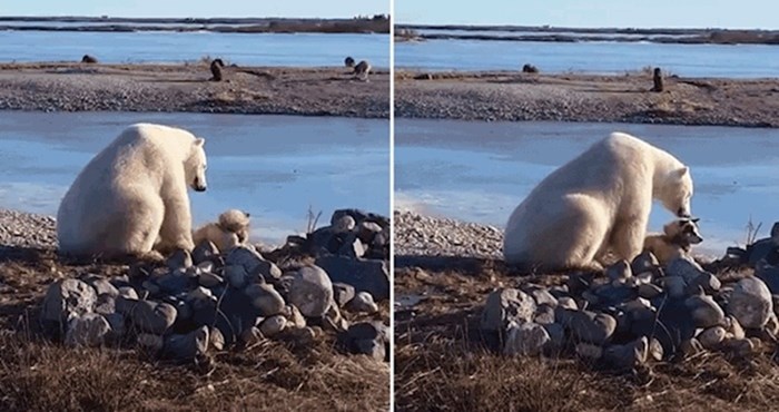 VIDEO Polarni medvjed se previše približio psu pa svojom reakcijom raznježio zabrinute vlasnike