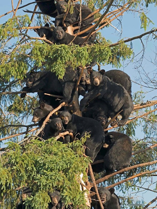 Medvjeđi party na drvetu