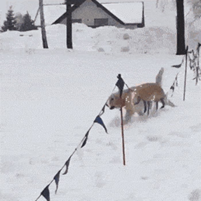 Ovaj pas zna kako uživati u snijegu, svojim potezom je nasmijao ostale