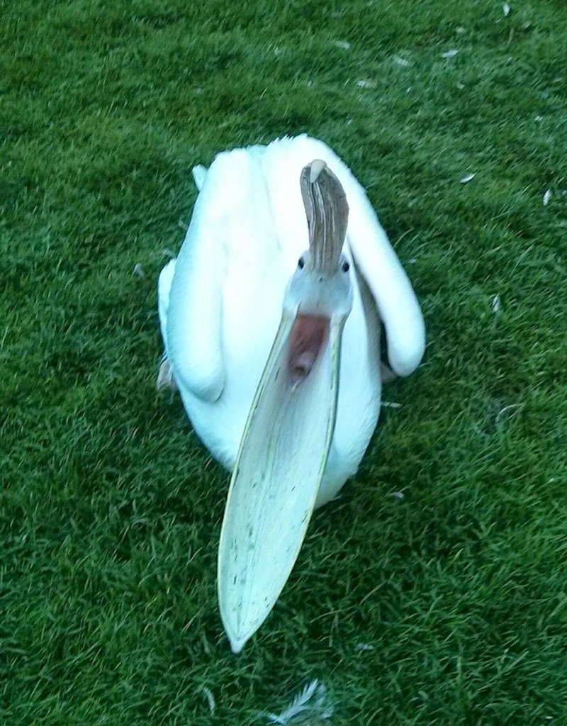 "Ovaj pelikan me bez razloga htio napasti!"