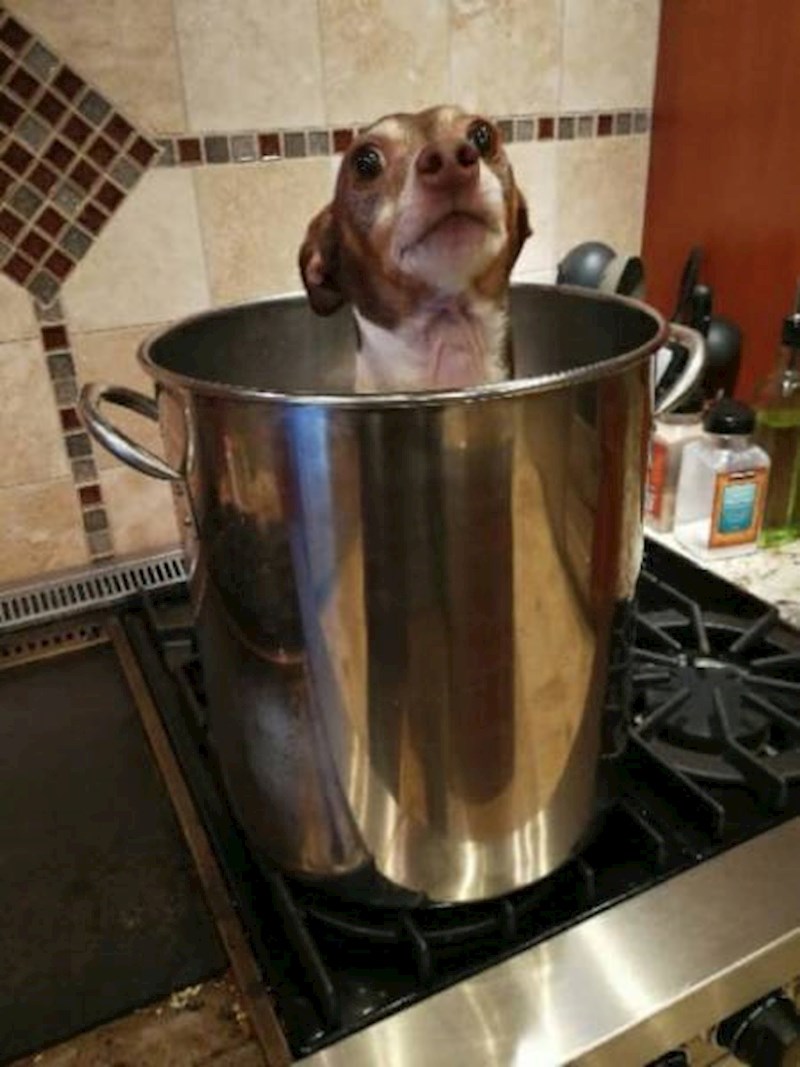 "Zamolila sam prijateljicu da mi par dana čuva psa. Zaboravila sam da je Kineskinja, evo fotka koju mi je poslala."