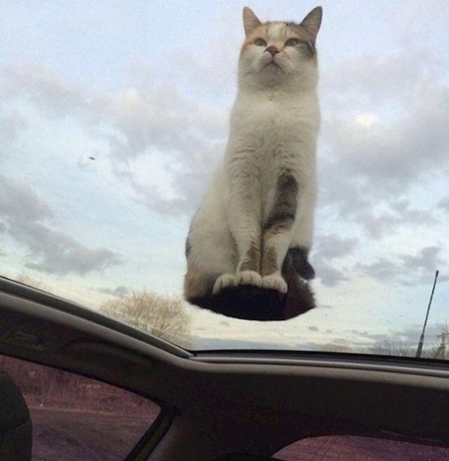 Mačka koja izgleda kao da lebdi u zraku.