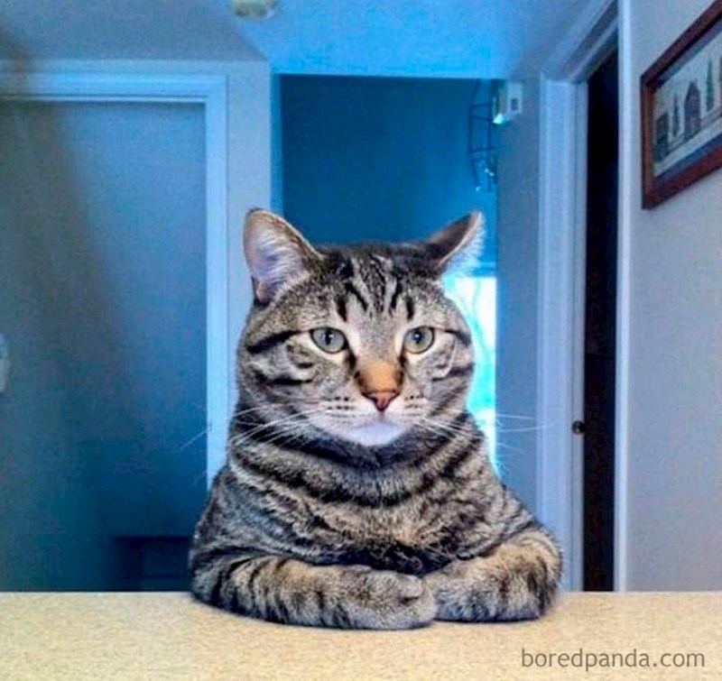 Šesti dan karantene: Moja mačka još uvijek pokušava shvatiti zbog čega sam cijeli dan u njenoj kući.