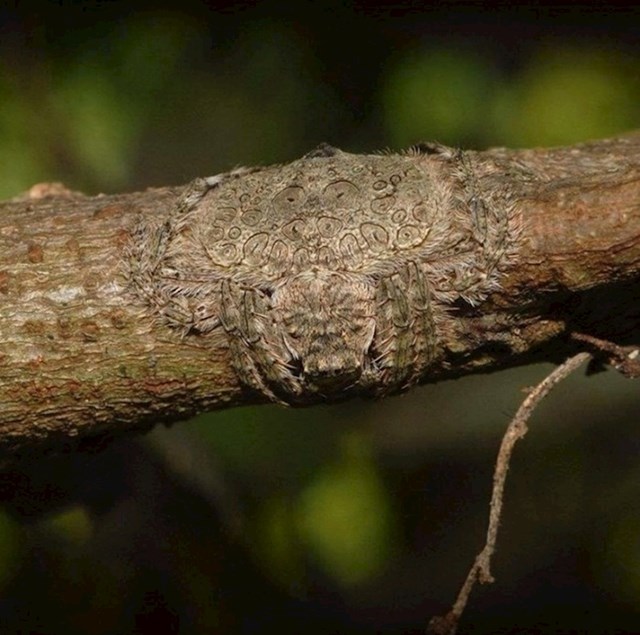 Ovaj pauk se može spljoštiti i omotati oko grane kako ga ostale životinje ne bi primijetile. Odlična prirodna kamuflaža!