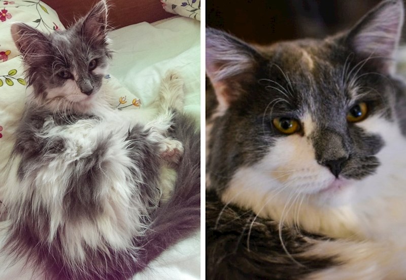 "'Zar ti stvarno treba ulična mačka? Bit će ružna i bolesna.', to su mi rekli prije nego što sam je udomila."