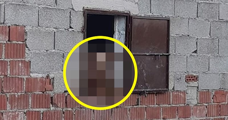 Dalmatinac je prolazio kraj farme pa ugledao nešto smiješno, pogledajte tko je gledao s prozora