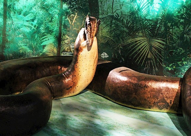 Titanoboa je najduža zmija koja je ikad živjela na Zemlji.