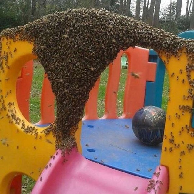 Ove pčele su iz nekog razloga odlučila okupirati dječje igralište.
