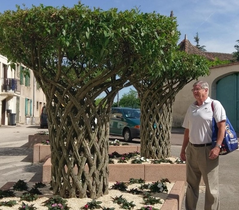 Pogledajte kako su ova stabla narasla (naravno uz ljudsku pomoć).