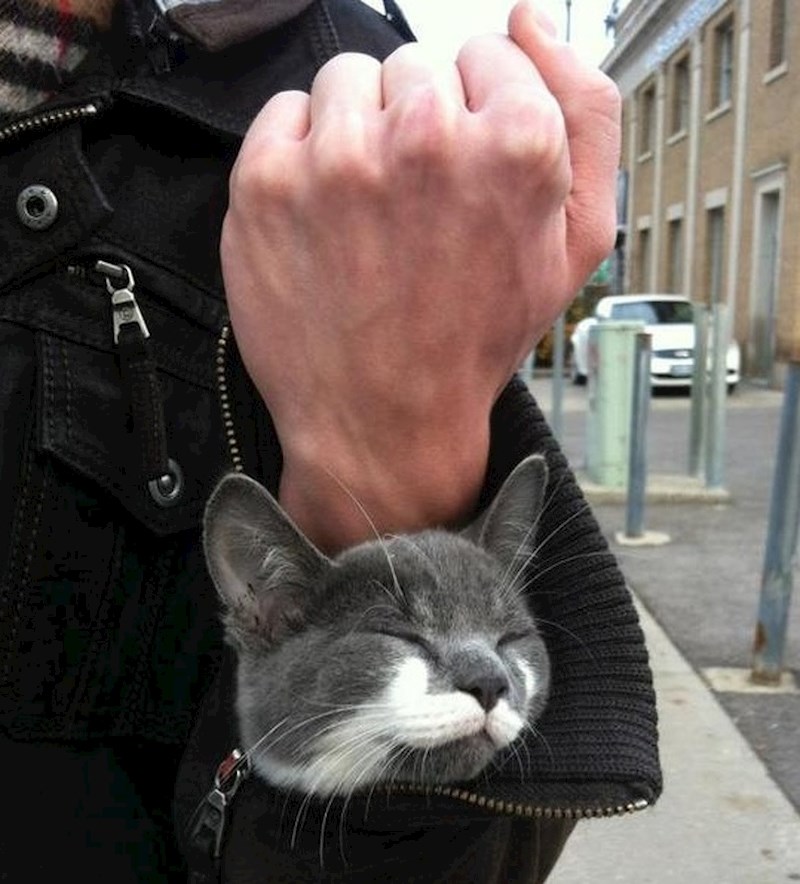Ono kad imate mačku ugrađenu u jaknu...