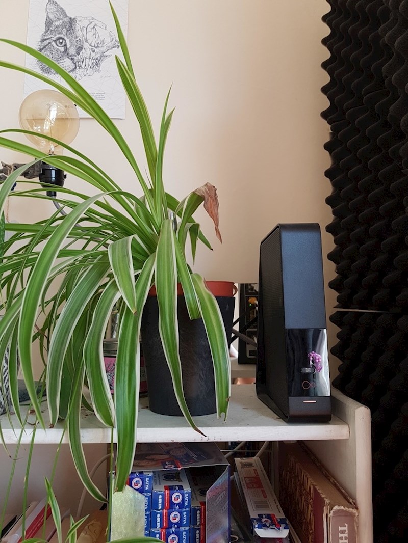 Ova biljka s razlogom raste samo na lijevoj strani. Desno se nalazi WiFi router čije joj zračenje očito smeta.