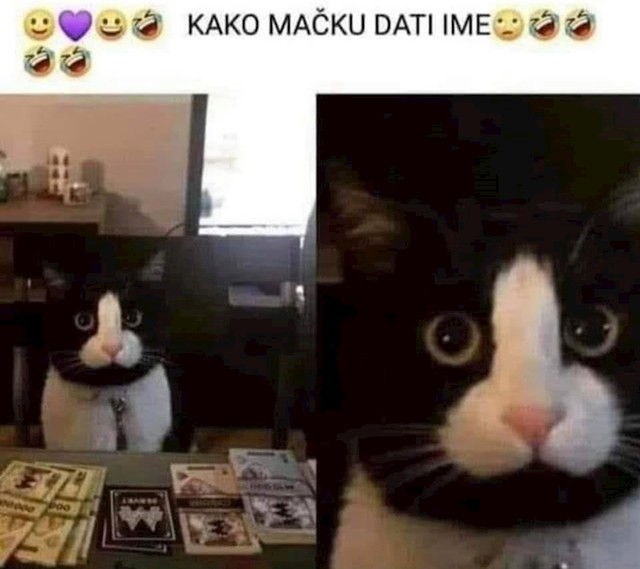 Kakvo biste mu ime dali? Napišite u komentaru. 😄