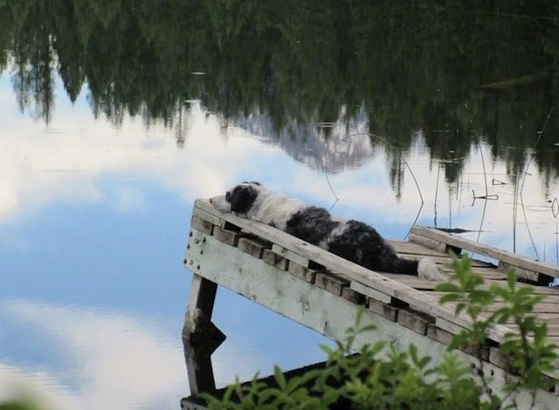 Slijepi pas uživa u zvukovima prirode.