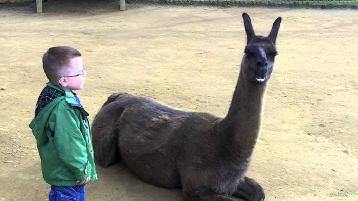 VIDEO Dječačić je išao gledati ljame, tata se počeo smijati kad je vidio reakciju životinje