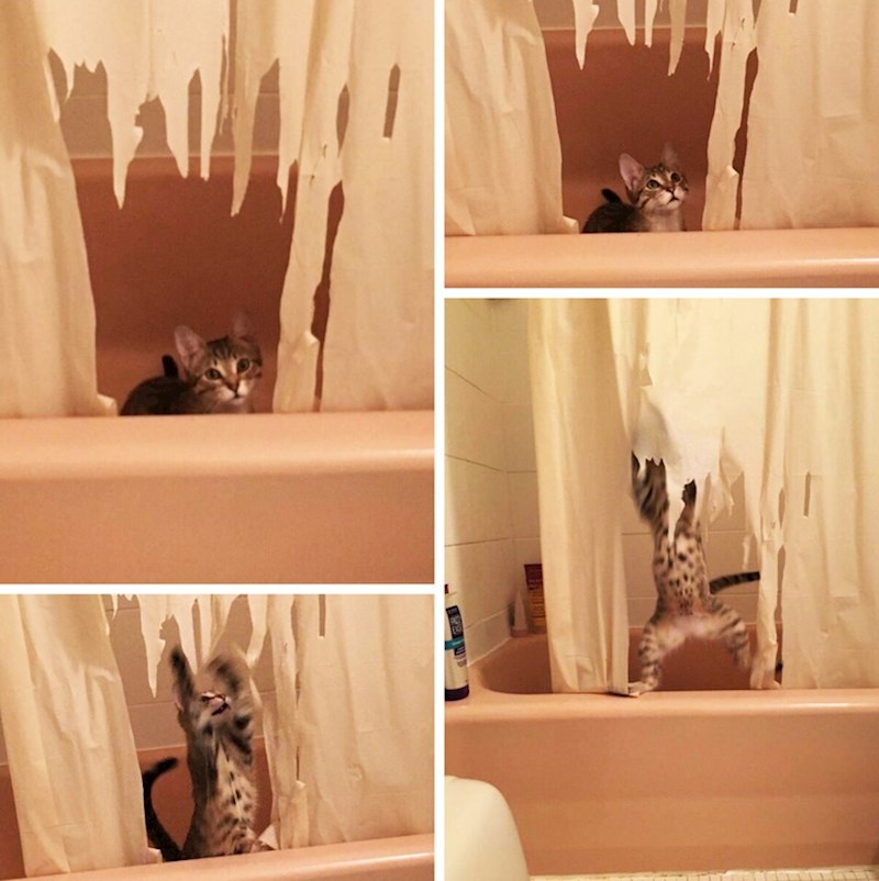 "Na trenutak je uplašeno gledala kao da zna da je kriva. Nakon par sekundi je nastavila sa svojim nedjelima."