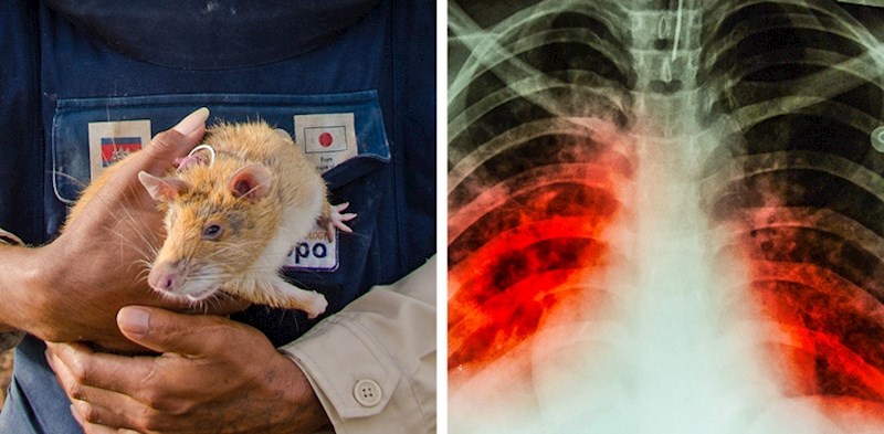 Štakori, mine i tuberkuloza