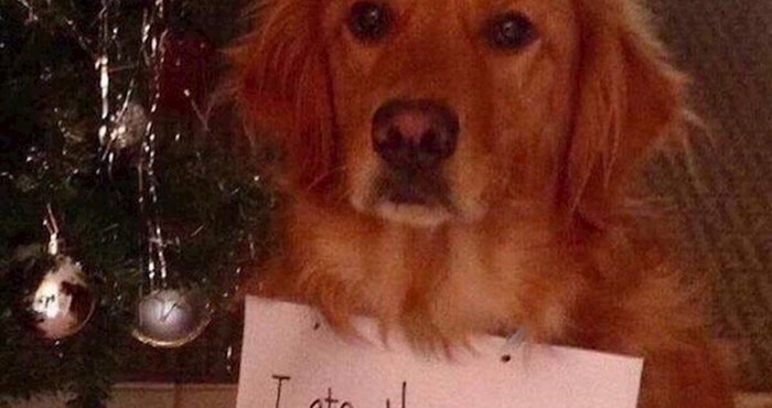 Tek su okitili božićno drvce, a onda je pas učinio nešto zbog čega su ga ocrnili na internetu