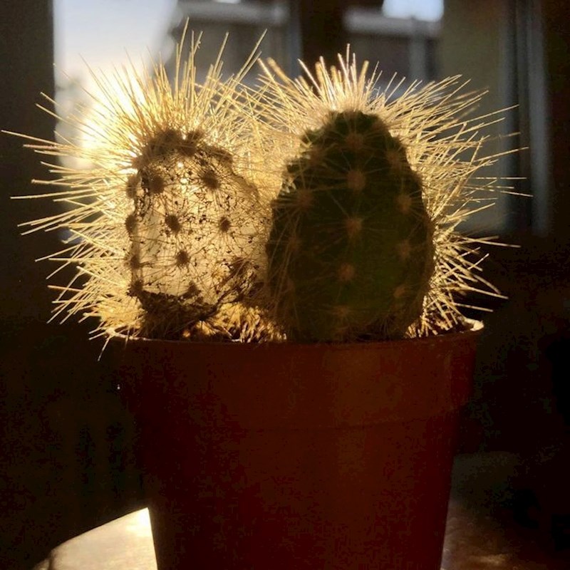 "Moj kaktus je s vremenom nestao. Ostao je samo prazan 'kostur'."