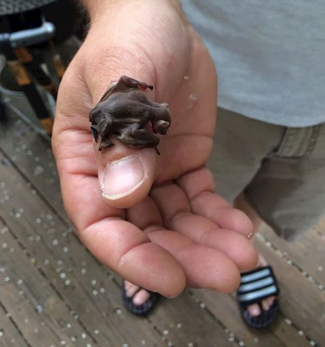 "Danas sam na terasi našao bebu šišmiša."