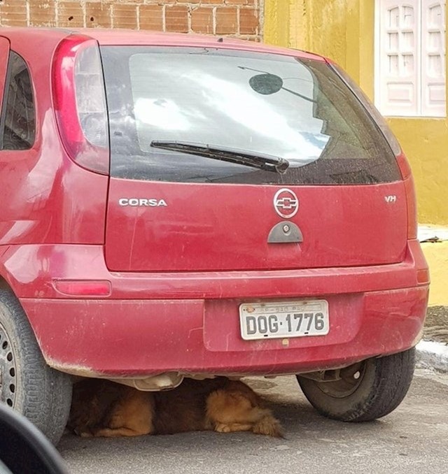 Zna li ovaj pas čitati ili se slučajno našao baš ispod ovog auta?