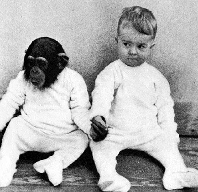 pokus s bebom i čimpanzom