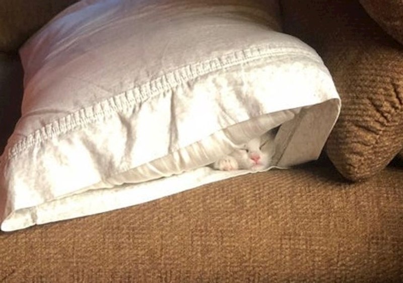 "Moj jastuk u sebi ima iznenađenje..."