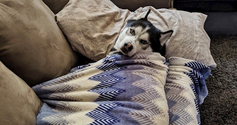 Ljudi su podijelili slike ljubimaca koji imaju čudne običaje