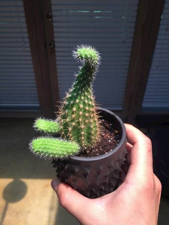 Kaktus koji se pretvara u malog dinosaura?