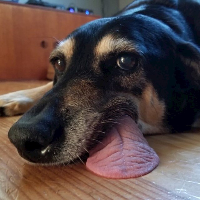 "Moj pas voli raditi čudne stvari sa svojim jezikom."