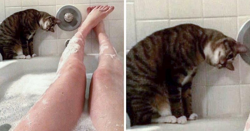 Urnebesne slike ljubimaca koji svojim vlasnicima ne daju ni minutu slobodnog vremena