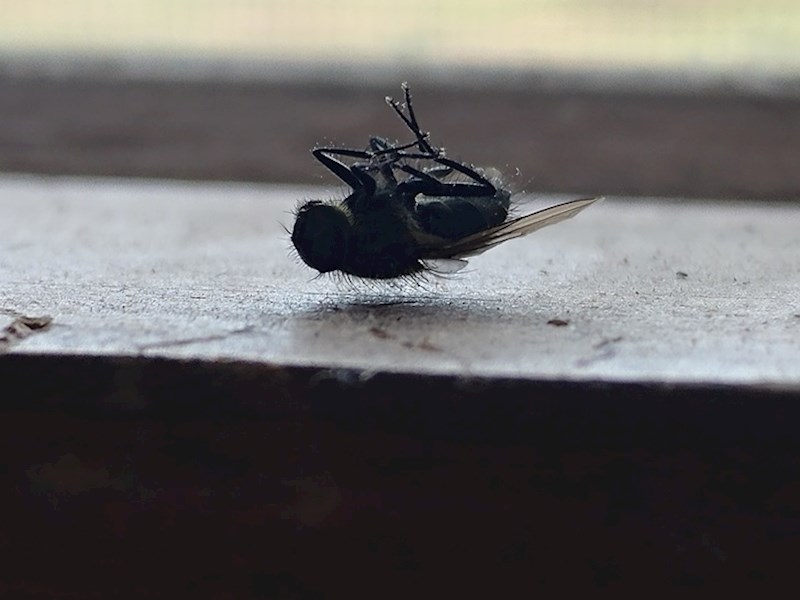 Muhe su toliko lake da mogu "lebdjeti" na vlastitim dlačicama.