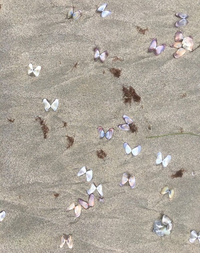 Ove školjkice su na pijesku izgledale kao leptirići.