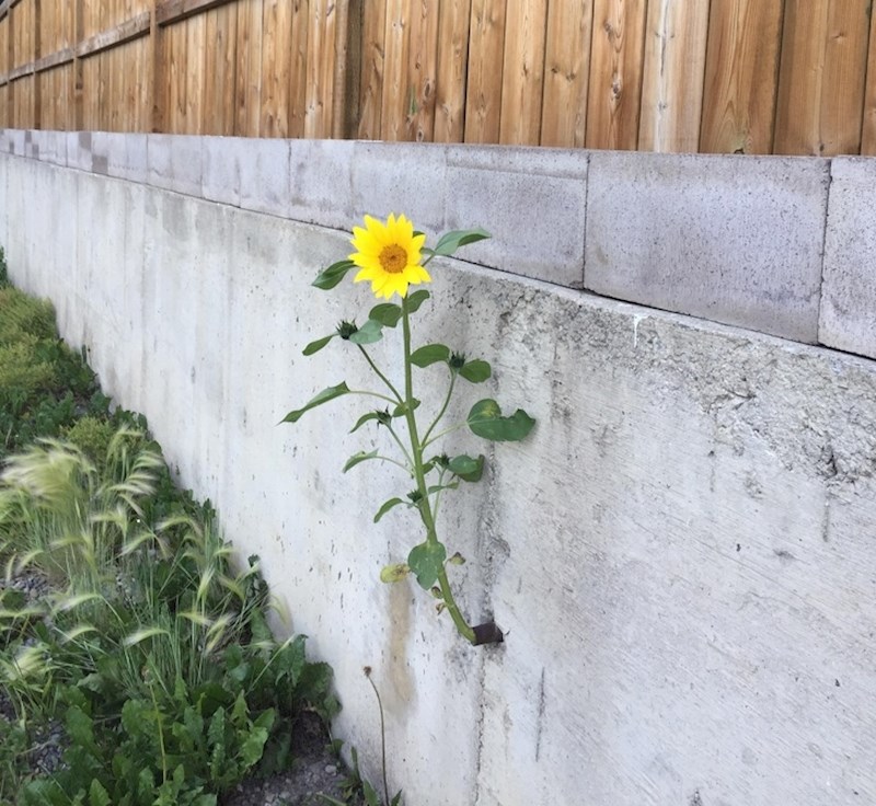 Cvijet koji je narastao na najneočekivanijem mjestu