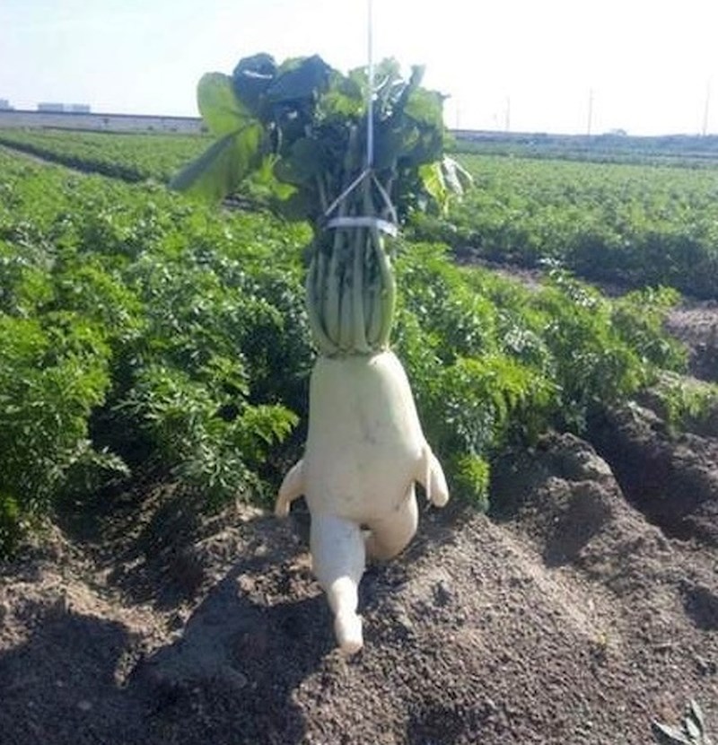 Rotkva koja želi što prije pobjeći