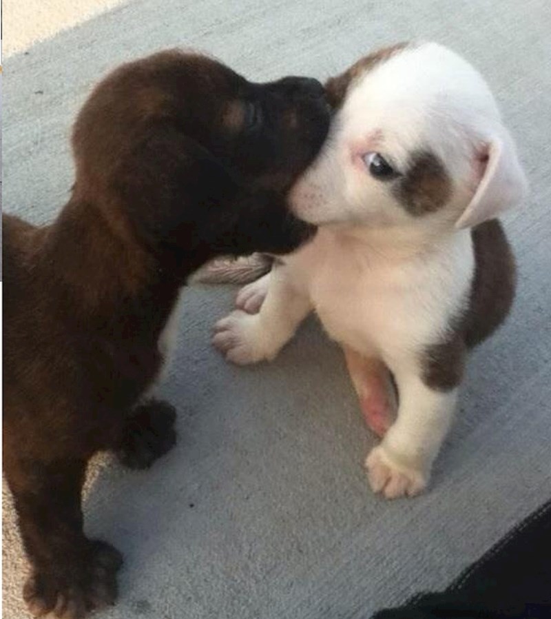 "Slikali smo presladak trenutak kad je crno štene malo pretjeralo..."