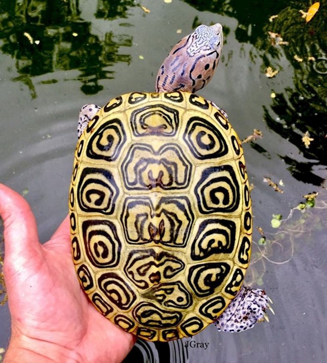ova kornjača ima prelijep oklop.
