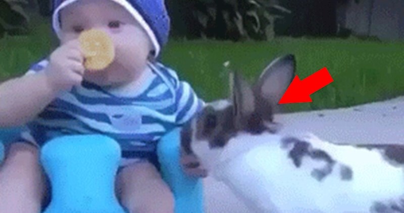 Mama je snimala njihovu bebu i ljubimca, a onda se dogodilo nešto urnebesno