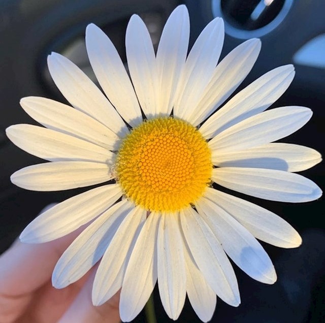 Jeste li ikad vidjeli savršeniji cvijet?