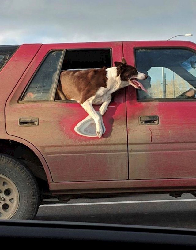 Ovaj pas ima svoje omiljeno mjesto u autu. Boja na vratima se izlizala na mjestu na kojem se drži šapama.