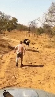 Izašao je iz terenca i "sav opasan" pokušao otjerati noja, osramotio se pred svima