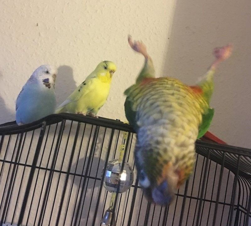 U društvu uvijek postoji ona jedna osoba koja mora uništiti svaku zajedničku fotku.