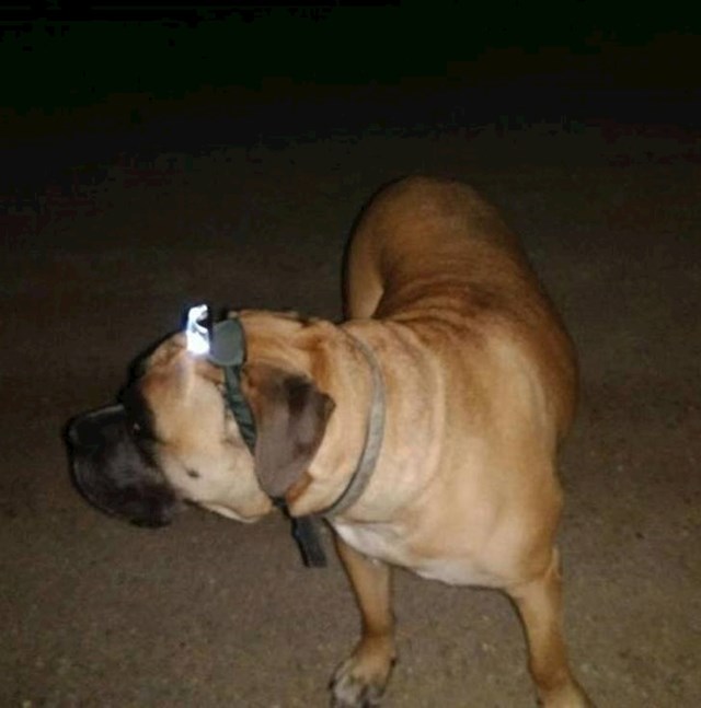 "Naš pas je bojao mraka pa smo mu stavili lampu za glavu, primijetili smo da je tako smireniji."