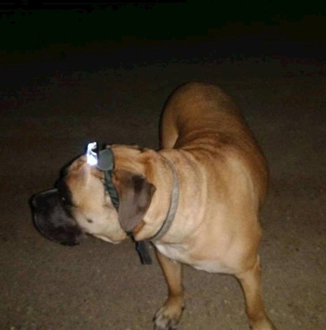 "Naš pas je bojao mraka pa smo mu stavili lampu za glavu, primijetili smo da je tako smireniji."